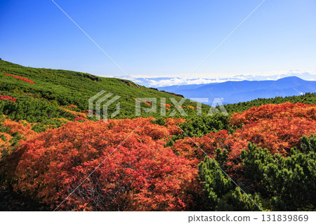 乘鞍的紅葉 乘鞍的紅葉 131839869