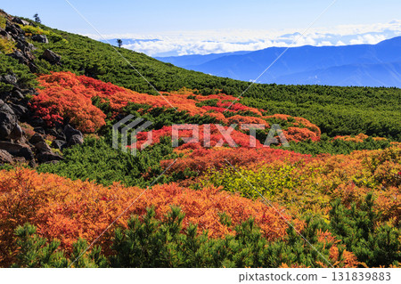 乘鞍的紅葉 131839883