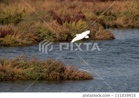 White heron in the Inciralti lagoon of Izmir 131839918