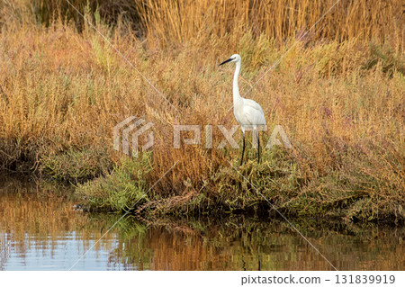 White heron in the Inciralti lagoon of Izmir 131839919