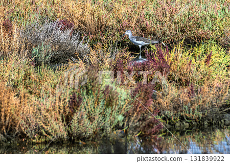 Flamingo searching for food in Inciralti Lagoon, Izmir 131839922