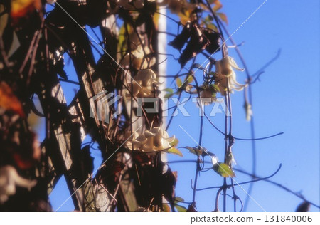 Clematis photographed on positive film Clematis photographed on positive film 131840006