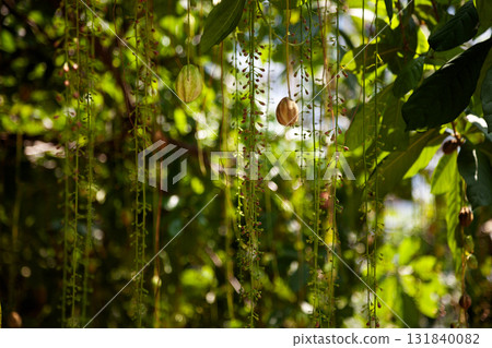 Flower buds and fruit of the Barringtonia tree hang from its branches in the warm sunlight.This freshwater mangrove has drooping racemes and thick green leaves common in Vietnam 131840082