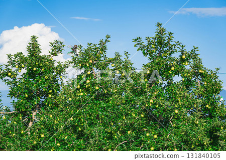 Three Apple Brothers Shinano Gold 131840105