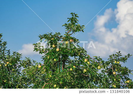 Three Apple Brothers Shinano Gold 131840106
