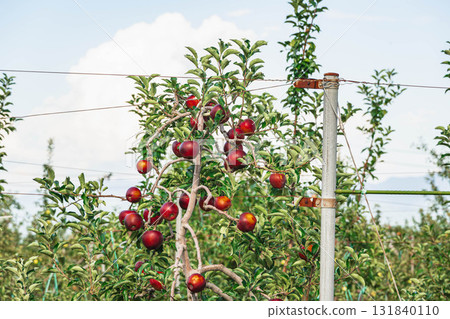 蘋果三兄弟的秋天 131840110