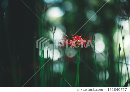 A cluster amaryllis in the forest 131840757