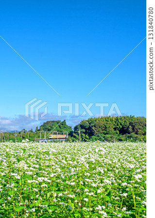 Sangi Railway cars passing by a soba field Sangi Railway cars passing by a soba field 131840780