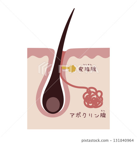 Beauty illustration showing the structure of sweat glands 131840964