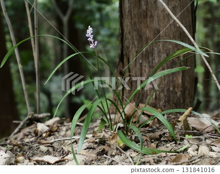 Liliaceae on the mountain path 131841016