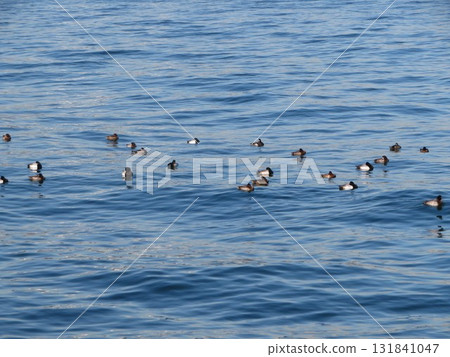 bird waterfront 131841047
