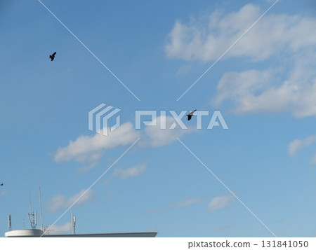 Bird sky Bird sky 131841050