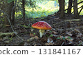 Fly agaric mushroom growing in the forest undergrowth 131841167