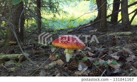 Fly agaric mushroom growing in the forest undergrowth 131841167