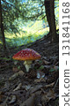 Fly agaric mushroom growing in the forest undergrowth 131841168