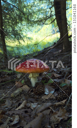 Fly agaric mushroom growing in the forest undergrowth Fly agaric mushroom growing in the forest undergrowth 131841168