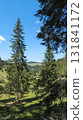 Majestic pine trees dominating a sunny mountain valley landscape 131841172