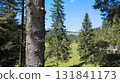 Scenic alpine valley and fir trees on a sunny summer day 131841173