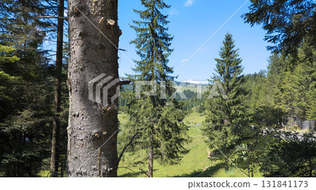 Scenic alpine valley and fir trees on a sunny summer day Scenic alpine valley and fir trees on a sunny summer day 131841173