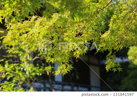 Kashahado Hall and green maples at Hokokuji Temple in Kamakura 131841597