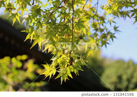 Kashahado Hall and green maples at Hokokuji Temple in Kamakura 131841598