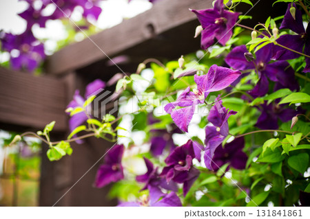 Flower in the rays of the sun with a blurred green background 131841861