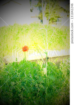 Spring flower Spring flower 131842246