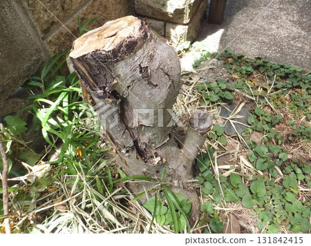 Stubble Stubble 131842415