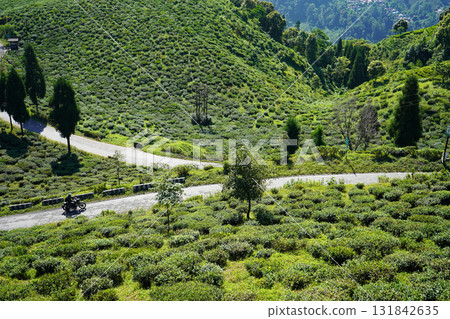 Traveling on Winding Road Through Sunny Lush Green Tea Plantation Hills at Darjeeling Mirik 131842635