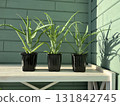 Aloe Vera leaves where growth in our house yard. It is natural ingredients of cosmetics, skin care and medicine 131842745