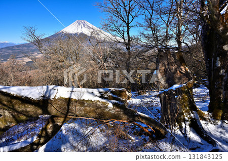 Mount Echizen in the Ashitaka Mountains: Mount Fuji towers over fallen trees covered in snow Mount Echizen in the Ashitaka Mountains: Mount Fuji towers over fallen trees covered in snow 131843125