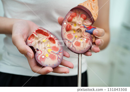 Chronic kidney disease, Asian woman with model for treatment urinary system, urology, Estimated glomerular filtration rate eGFR. Chronic kidney disease, Asian woman with model for treatment urinary system, urology, Estimated glomerular filtration rate eGFR. 131843308