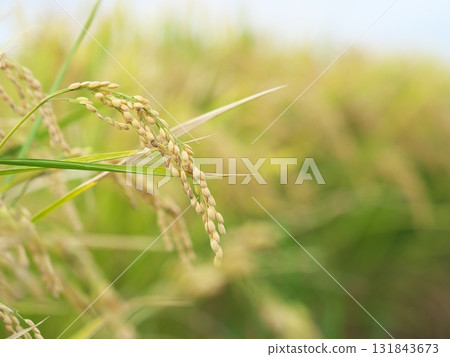 即將收割的厚實成熟的稻穗 131843673
