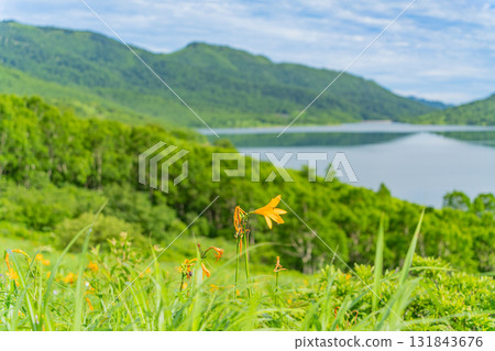 [Gunma Prefecture] Nozori Lake - Daylily (Hemerocallis nipponicus) on the lakeside 131843676