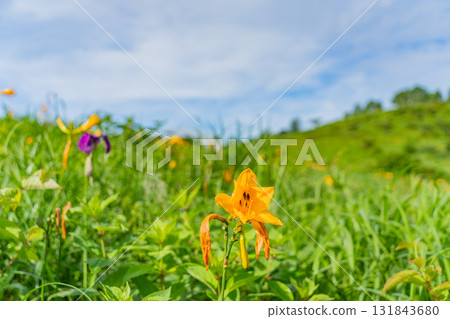 [Gunma Prefecture] Nozori Lake - Daylily (Hemerocallis nipponicus) on the lakeside 131843680