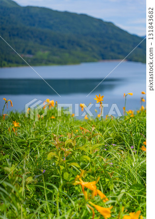 [Gunma Prefecture] Nozori Lake - Daylily (Hemerocallis nipponicus) on the lakeside 131843682