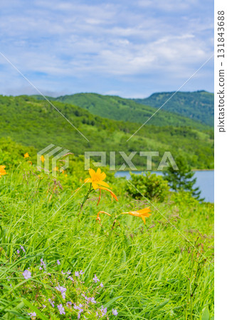 [群馬縣] 野反湖 - 湖畔的萱草 131843688