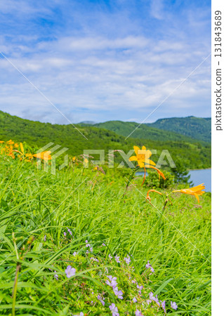 [Gunma Prefecture] Nozori Lake - Daylily (Hemerocallis nipponicus) on the lakeside 131843689