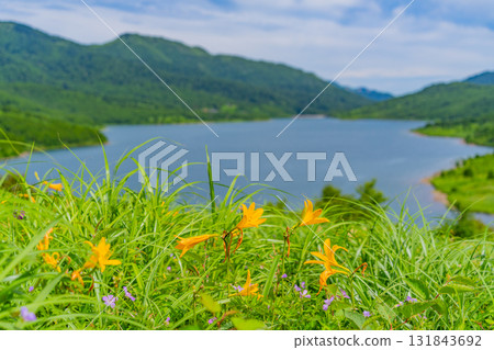[Gunma Prefecture] Nozori Lake - Daylily (Hemerocallis nipponicus) on the lakeside 131843692