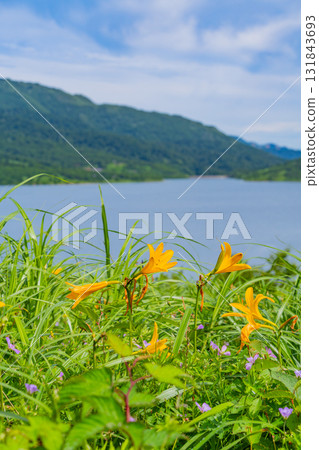 [Gunma Prefecture] Nozori Lake - Daylily (Hemerocallis nipponicus) on the lakeside 131843693