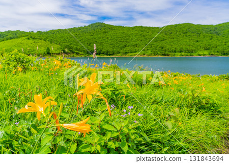 [Gunma Prefecture] Nozori Lake - Daylily (Hemerocallis nipponicus) on the lakeside 131843694