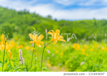 [群馬縣] 野反湖 - 湖畔的萱草 131843697