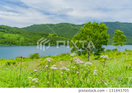 [群馬縣] 野反湖 - 湖畔的萱草 131843705