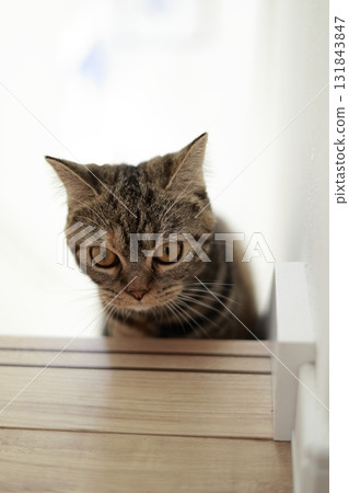 The cat that's always watching 131843847