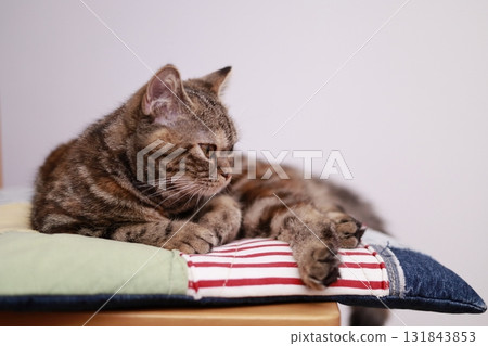 A relaxing cat A relaxing cat 131843853