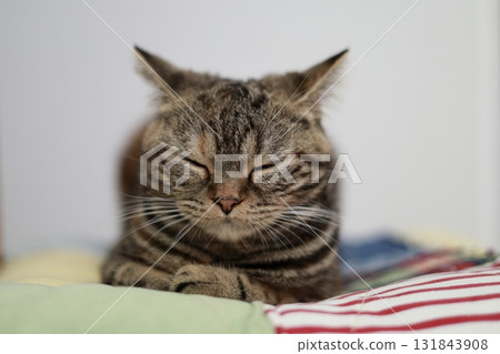 Cat taking a nap Cat taking a nap 131843908