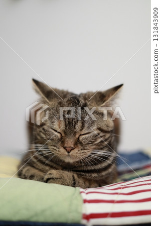 sleepy cat 131843909