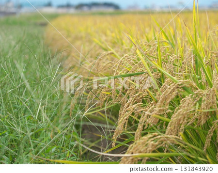 水果稻植物 水果稻植物 131843920