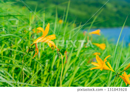 [Gunma Prefecture] Lake Nozori: Nozorikisuge on the lakeside 131843928