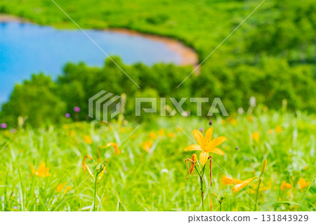 [Gunma Prefecture] Lake Nozori: Nozorikisuge on the lakeside 131843929